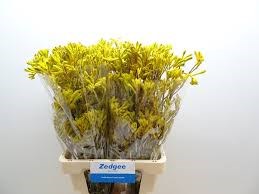 Анигозантус-Anigozanthos-Yellow Gem-50cm 677b54d0-2bb8-11ef-0a80-0b87001cec0b