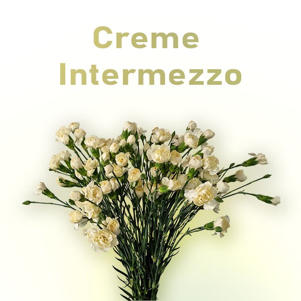 Гвоздика куст SE-Dianthus Sp SE-Creme Intermezzo-FC-vn 678b8277-a018-11ed-0a80-05fa0073629c