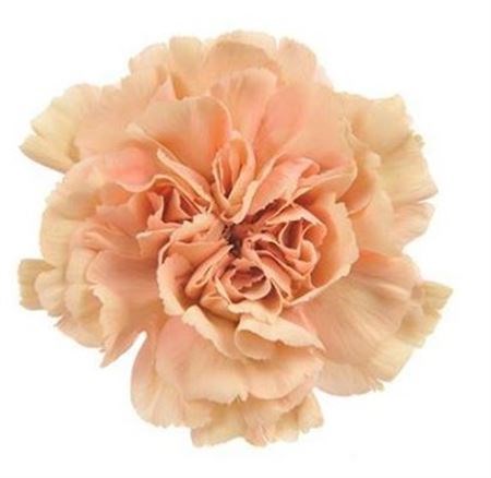 Гвоздика ст-Dianthus st-Caramel-70cm 0b137b1c-bfa4-11ec-0a80-0b4c00069281