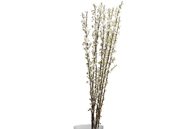 Прунус--Peach White 67b8c5e5-0744-11f0-0a80-00730009011b