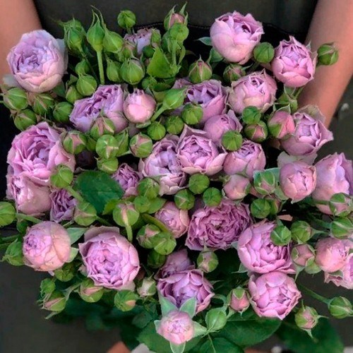 Роза куст-Rosa sp-Lavender Bubbles-/60cm-RS 67ba8351-e911-11ee-0a80-1088001fbbd6