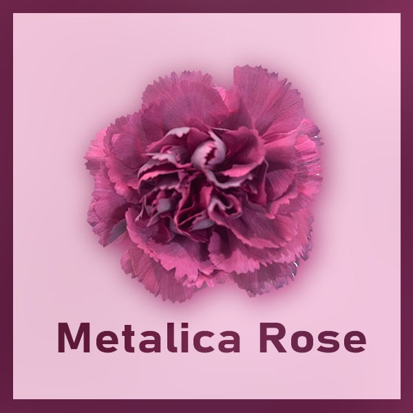 Гвоздика SE-Dianthus SE-Metallica Rose-FC-vn 67bbb38e-a018-11ed-0a80-05fa007362de