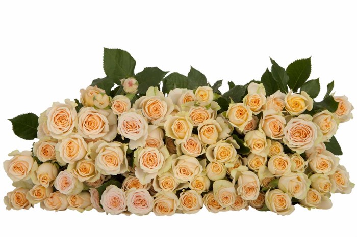 Роза куст-Rosa sp-Axana-50cm-Si 67c18ec4-04f0-11f1-0a80-172b00402705