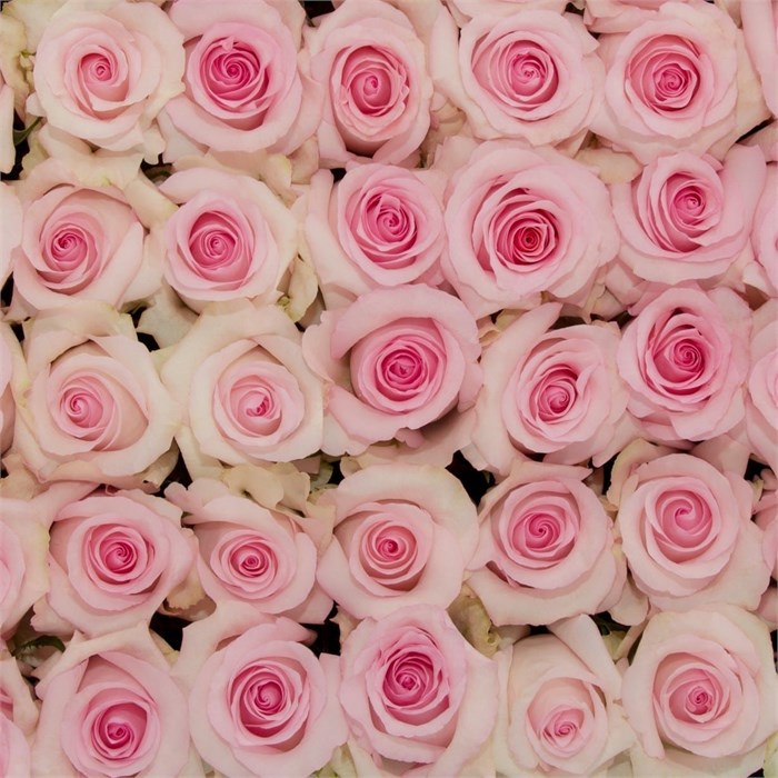 Роза-Rosa-Novia-50cm-QA/ 0b1a7702-3a5b-11ed-0a80-048e0009e481