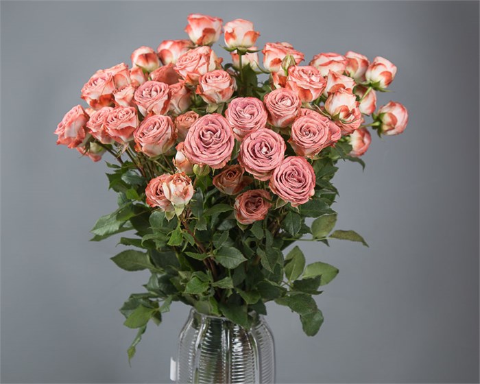 Роза куст-Rosa sp-Media-60cm-Si 67d17a10-04f0-11f1-0a80-172b0040270c