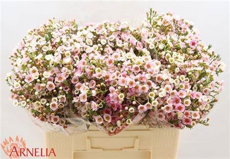Ваксфлауэр-Chamelacium-Choir Girl-60cm-70gr 6800f0c8-71e8-11f0-0a80-04fe0007fb9c