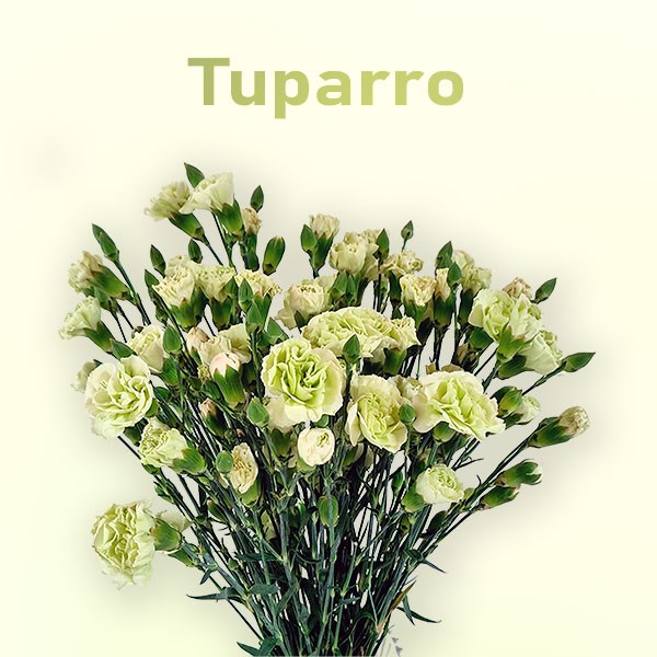Гвоздика куст SE-Dianthus sp SE-Tuparro-FC-vn 681b19d2-a018-11ed-0a80-05fa00736357