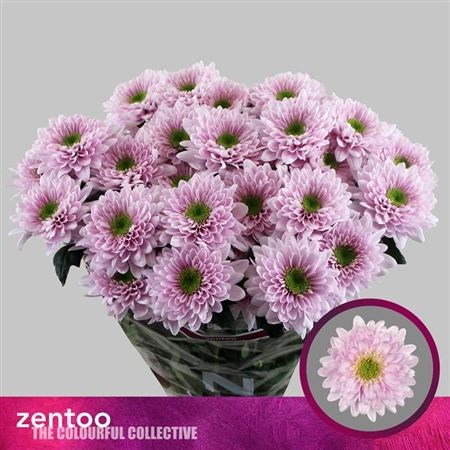 Хризантема куст-Chrysant Tr-Commander Pink-70cm-85gr 681c29c3-2bb8-11ef-0a80-0b87001cec18