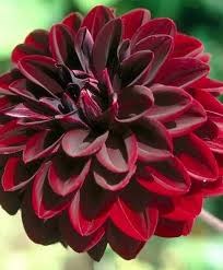 Георгин Arabian night 681d0220-bfa8-11ec-0a80-0b4c000a47d4