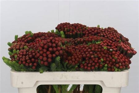 Каапс-Kaaps-Brunia Albiflora-50cm 683f7027-bfa4-11ec-0a80-0b4c0006ebe9