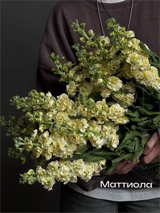 Маттиола лимонная (Краснодар) 684dd9e4-0d85-11f0-0a80-091700222cf1