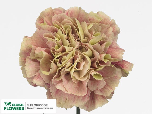 Гвоздика SE-Dianthus SE-Antigua-FC-vn 6863240a-a018-11ed-0a80-05fa007363b2
