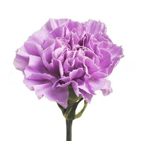 Гвоздика FC-Carnation FC-Moonaqua-Fe-vn 6869a1fb-a018-11ed-0a80-05fa007363bc