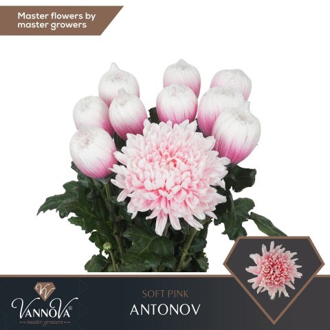 Хризантема одн-Chrysant Gr-Antonov Soft Pink-70cm-100gr 686d2f2e-2bb8-11ef-0a80-0b87001cec2f