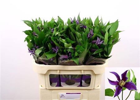 Клематис-Clematis-Amazing Oslo--70cm 6873a41b-3256-11f0-0a80-0f860023a79c