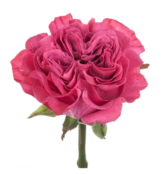 Роза-Rosa-Country Blues-60cm-JR 687a0380-bfa9-11ec-0a80-0b4c000bb5eb