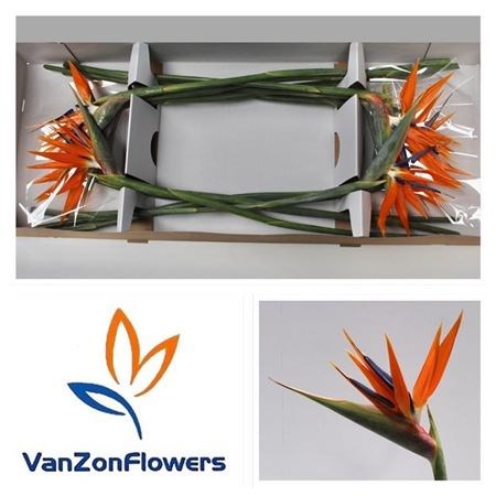 Стрелиция-Strelizia-Reginae Bloem--80cm 68926614-6219-11ef-0a80-0bb300217c3a