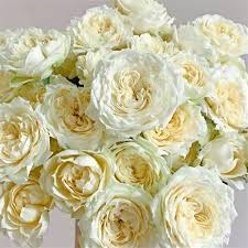 Роза куст-Rosa sp-Julietta Cream-53cm-Ti 68aa95e4-b634-11ef-0a80-1a91003c48e5