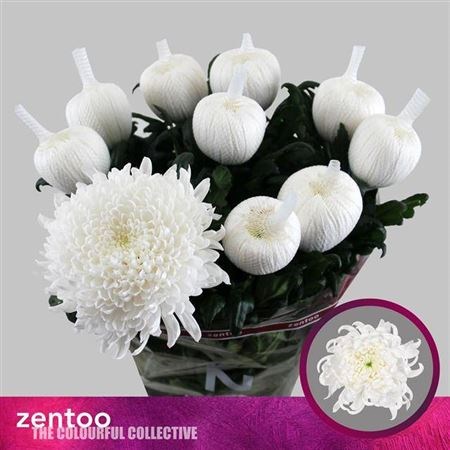 Хризантема одн-Chrysant Gr-Tutu-70cm-120gr 68c39e08-71e8-11f0-0a80-04fe0007fba5