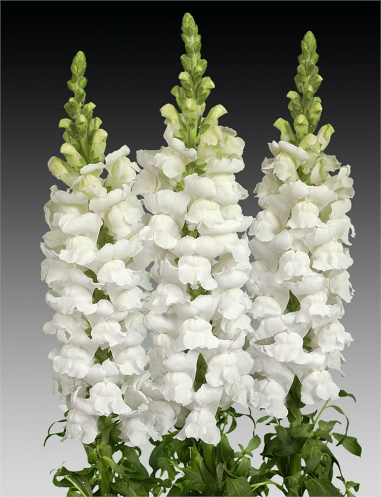 Антирринум-Antirrhinum-Op Fresh White--75cm 0b41d543-6050-11ee-0a80-042300249338