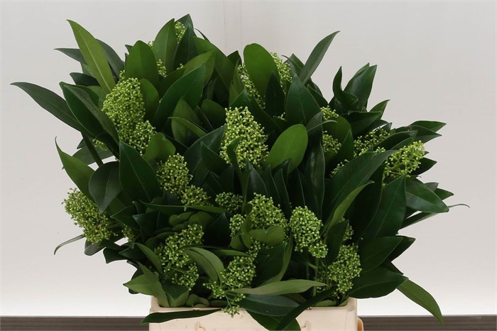 Скиммия-Skimmia-C Kew Green Bs-/40cm 0b469db4-aa42-11ef-0a80-042900243367