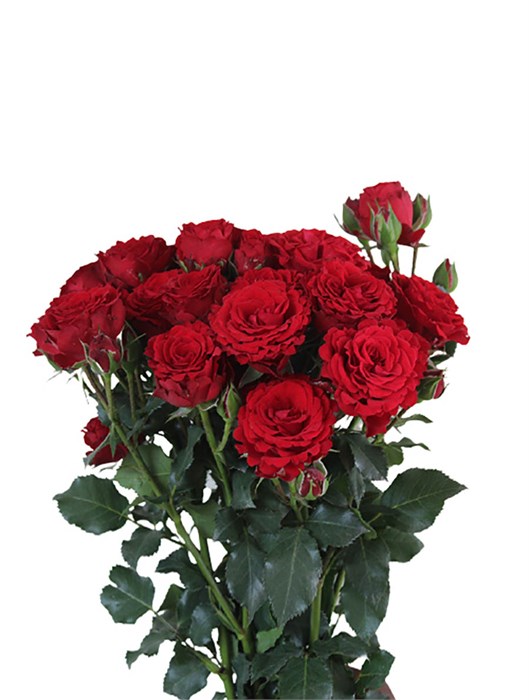Роза куст-Rosa sp-Velvet Blossoms--50cm-Si 0099e80a-2af4-11ef-0a80-08f80006a752