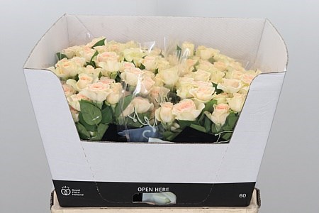 Роза куст-Rosa tr-Sancerre-50cm 6901a521-bfa5-11ec-0a80-0b4c0007e490