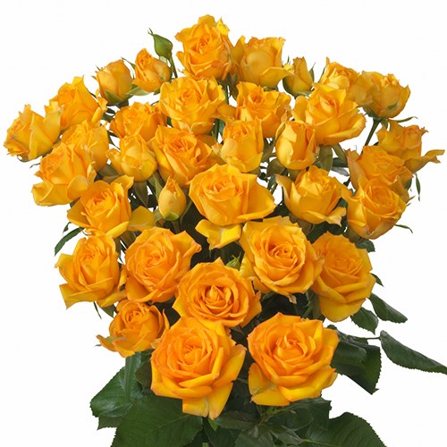 Роза куст-Rosa sp-Malaga-40cm-RS 69036851-762e-11ed-0a80-0b76002b7e89
