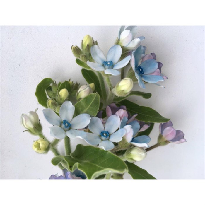 Оксипеталум-Tweedia Blue-60cm-FY 69049c53-bfa6-11ec-0a80-0b4c0008c6b6
