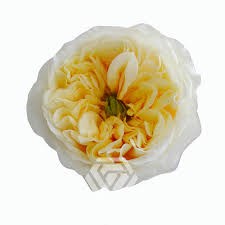 Роза-Rosa-Cream X-pression-70cm-TA 69476089-207b-11f0-0a80-1ab700001331