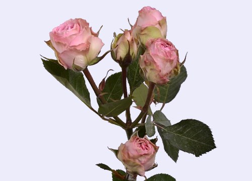 Роза куст-Rosa sp-Pink Irishka--50cm-PE 694b2304-c46e-11ec-0a80-0cc4001deba3