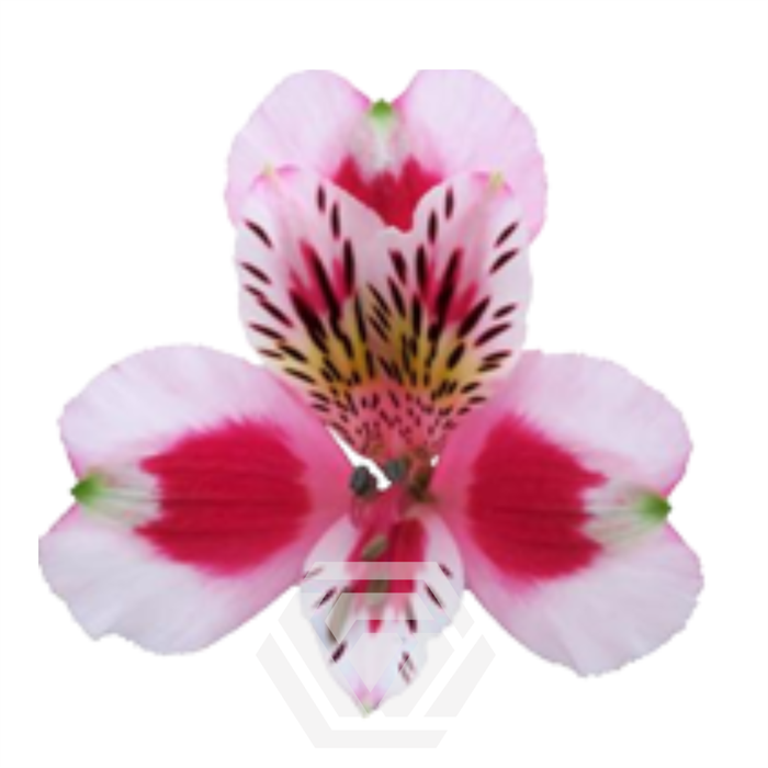 Альстромерия-Alstroemeria-Bicolor Sweetheart-60cm-TA 6951e689-207b-11f0-0a80-1ab70000133d