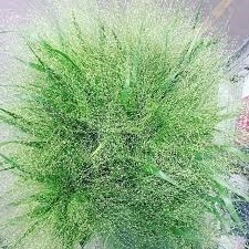 Паникум-Panicum-Vi Fontaine--65cm 0b56ef81-bfa5-11ec-0a80-0b4c00078bea