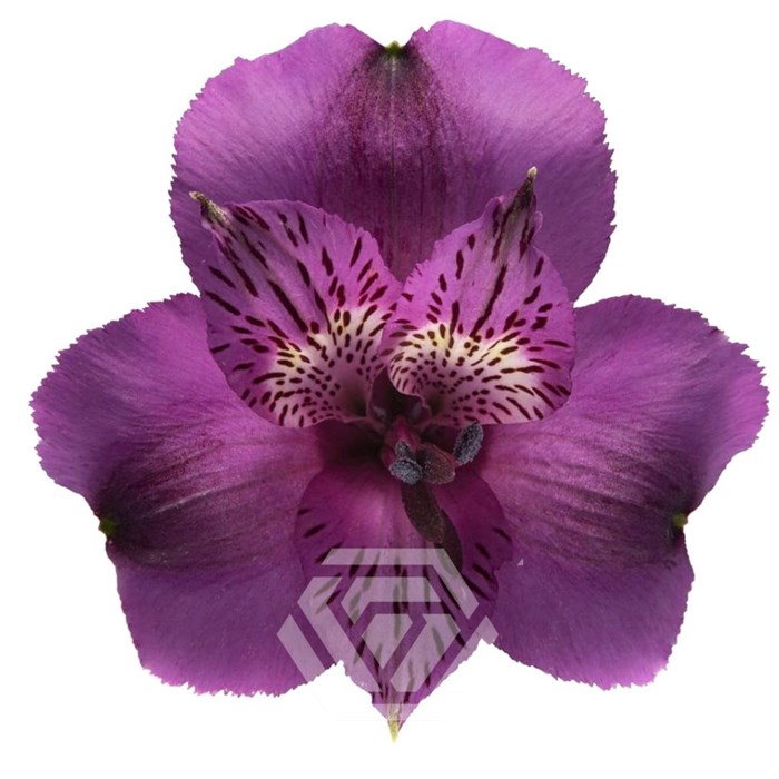 Альстромерия-Alstroemeria-Purple Aaron-60cm-TA 696b4b6b-207b-11f0-0a80-1ab700001358