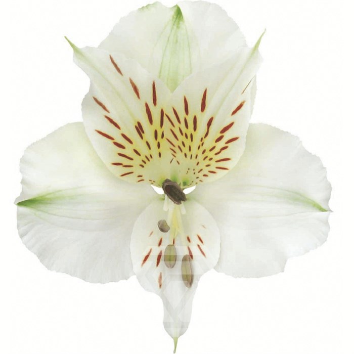 Альстромерия-Alstroemeria-White Bounty-60cm-TA 69768329-207b-11f0-0a80-1ab700001364