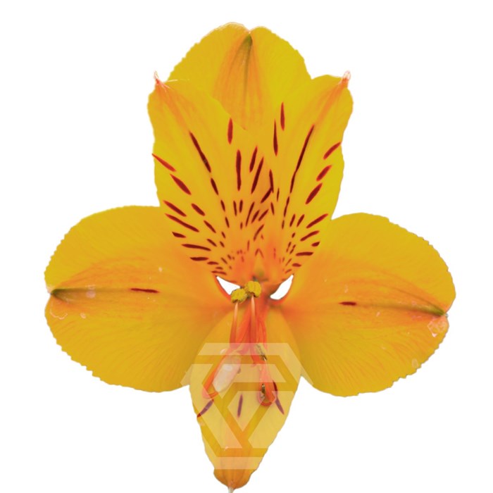 Альстромерия-Alstroemeria-Yellow Gold-60cm-TA 697cc500-207b-11f0-0a80-1ab70000136a