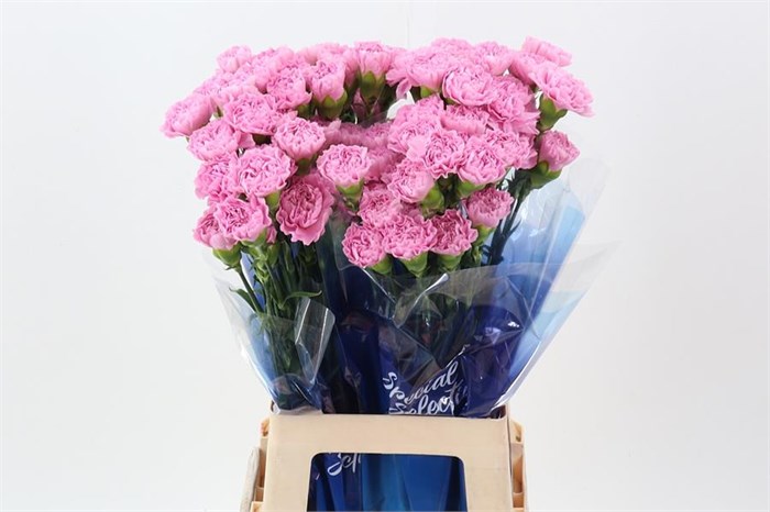 Гвоздика ст-Dianthus st-Clearwater Hi-70cm 0b7846fc-bfa4-11ec-0a80-0b4c000692e8