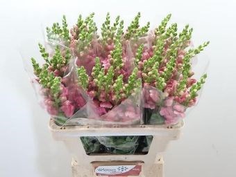 Антирринум-Antirrhinum-Avignon Pink-75cm 6a018d62-137e-11ef-0a80-17b00002d1e9