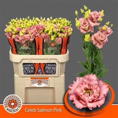 Лизиантус G-Lisianthus G-Celeb Sal Pink-72cm 6a01cb22-450d-11ee-0a80-08d40029af82