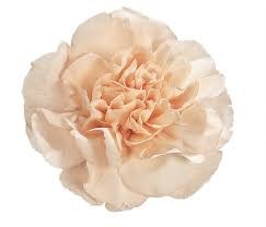 Гвоздика SE-Dianthus SE-Lizzy-FC 6a036a26-10ac-11f0-0a80-18c8004318b8