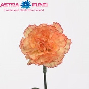 Гвоздика SE-Dianthus SE-Peachy Mambo-FC 6a07d654-10ac-11f0-0a80-18c8004318bb