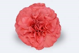 Гвоздика SE-Dianthus SE-Majesta-FC 6a0f2fc9-10ac-11f0-0a80-18c8004318be