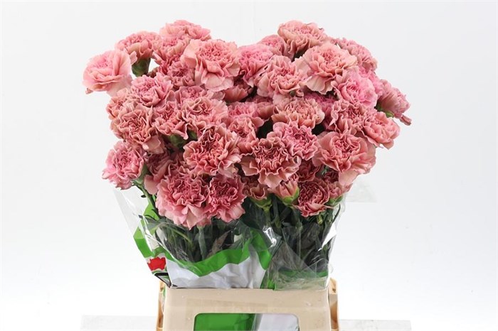 Гвоздика ст-Dianthus st-Copacabana-70cm 0b87c963-bfa4-11ec-0a80-0b4c000692fa