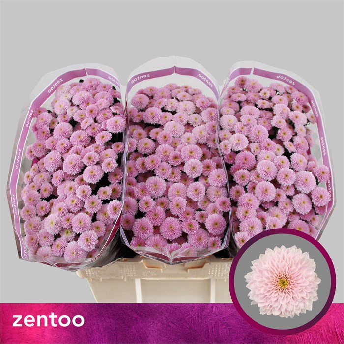 Хризантема сант-Chrysant sant-Miller Pearl-55cm--110gr 6a11dc70-259d-11f0-0a80-053a00087abb