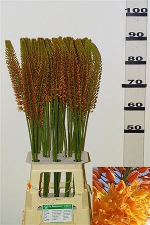 Эремурус-Eremurus-Golden Cleo-90cm 6a2e3f63-137e-11ef-0a80-17b00002d1f2
