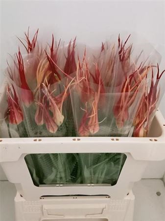 Фритилярия-Fritillaria-Ov-45cm 6a3340aa-137e-11ef-0a80-17b00002d1f5