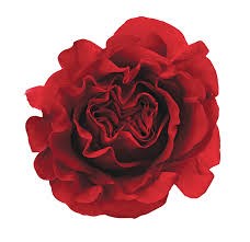 Садовая Роза-Garden Rosa-Wanted-40cm-Af 009b4657-bfa7-11ec-0a80-0b4c000934e7