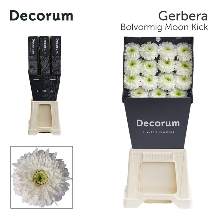 Гербера-Gerbera-Gb Moon Kick Diamond-45cm 6a3c1339-137e-11ef-0a80-17b00002d1f8