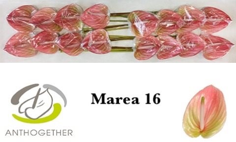 Антуриум-Anthurium-A Marea-cm 6a5a3feb-450d-11ee-0a80-08d40029af85