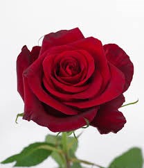 Роза-Rosa-Red Paris-50cm--QA 6a63ebe3-05b4-11f1-0a80-064300358a65